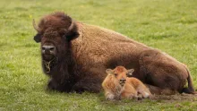 Bison Family 