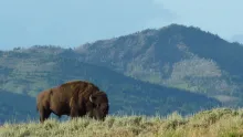 Bison