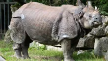 Indian Rhinoceros