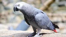 African Grey Parrot