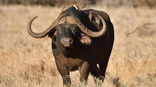 African Cape Buffalo