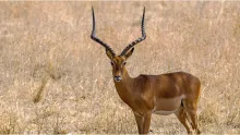 Impela Antelope