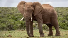 African Elephant