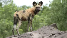 African Wild Dog