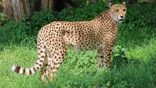 Cheetah