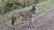 Coyote