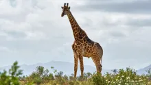 Giraffe