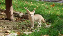 Fennec Fox