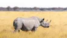 Black Rhinoceros