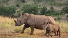 White Rhinoceros