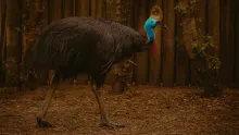 Cassowary