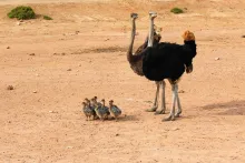 Ostrich family
