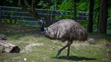 Emu