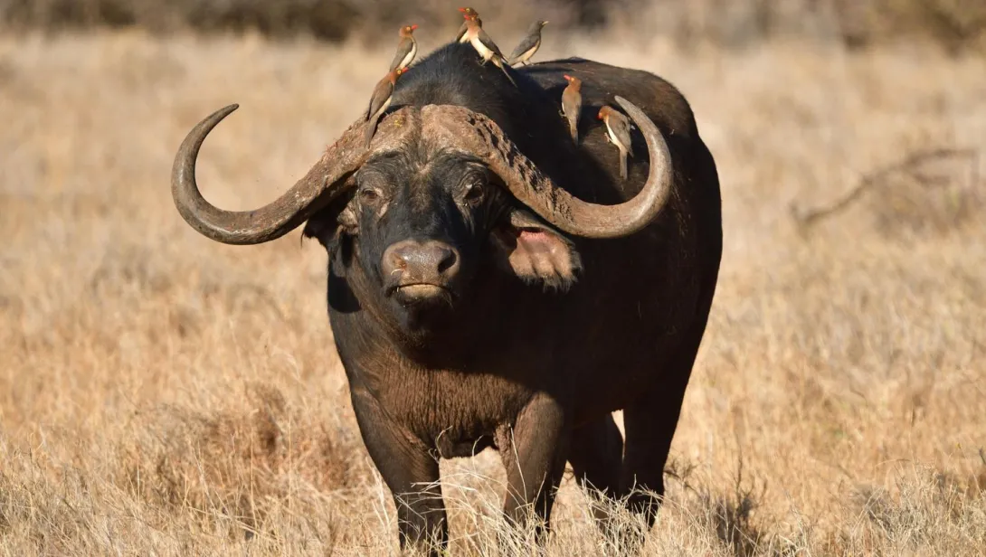 African Cape Buffalo