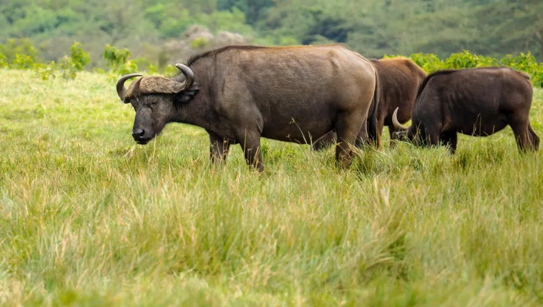 Water Buffalo