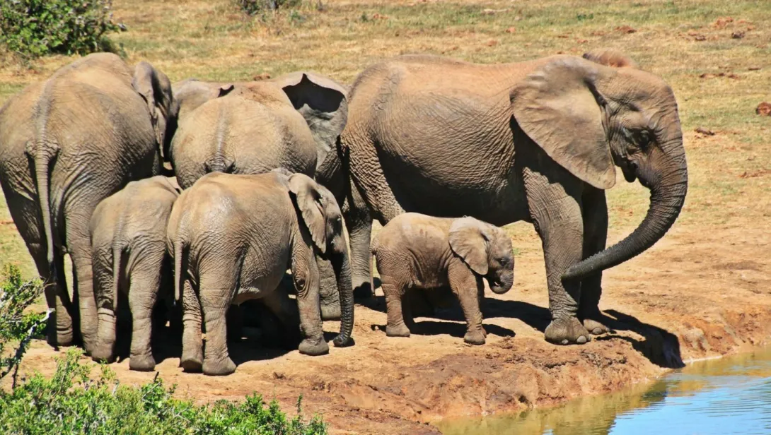 African Elephant Family