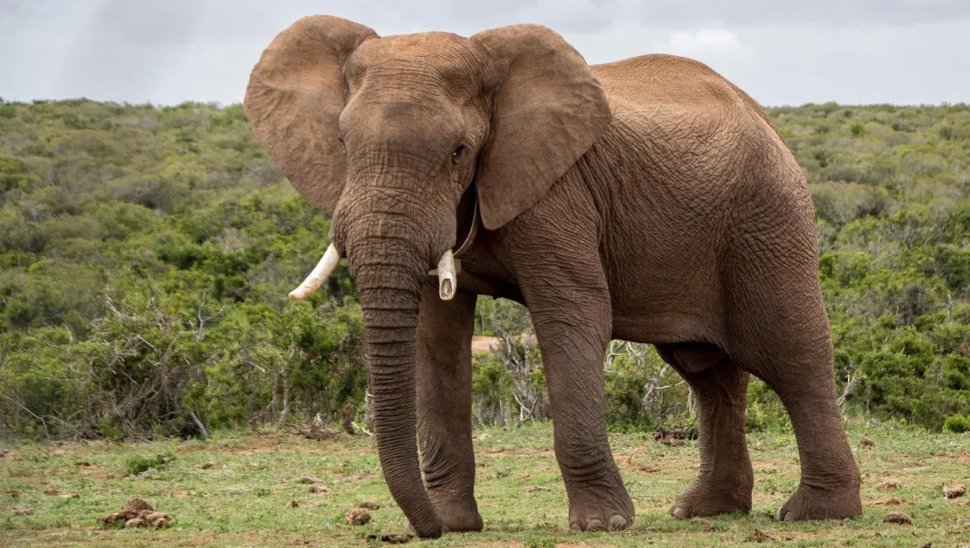 African Elephant