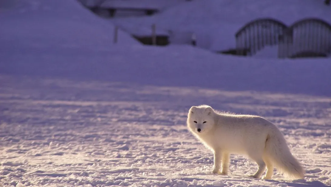 Arctic Fox