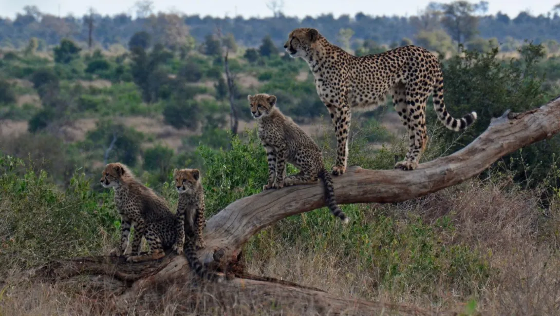 Cheetah Family