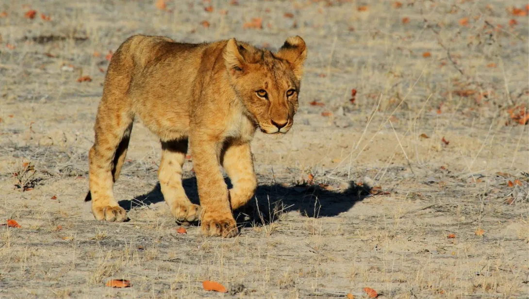 Lion Cub