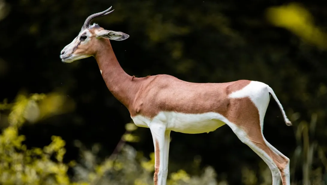 Gazelle Antelope