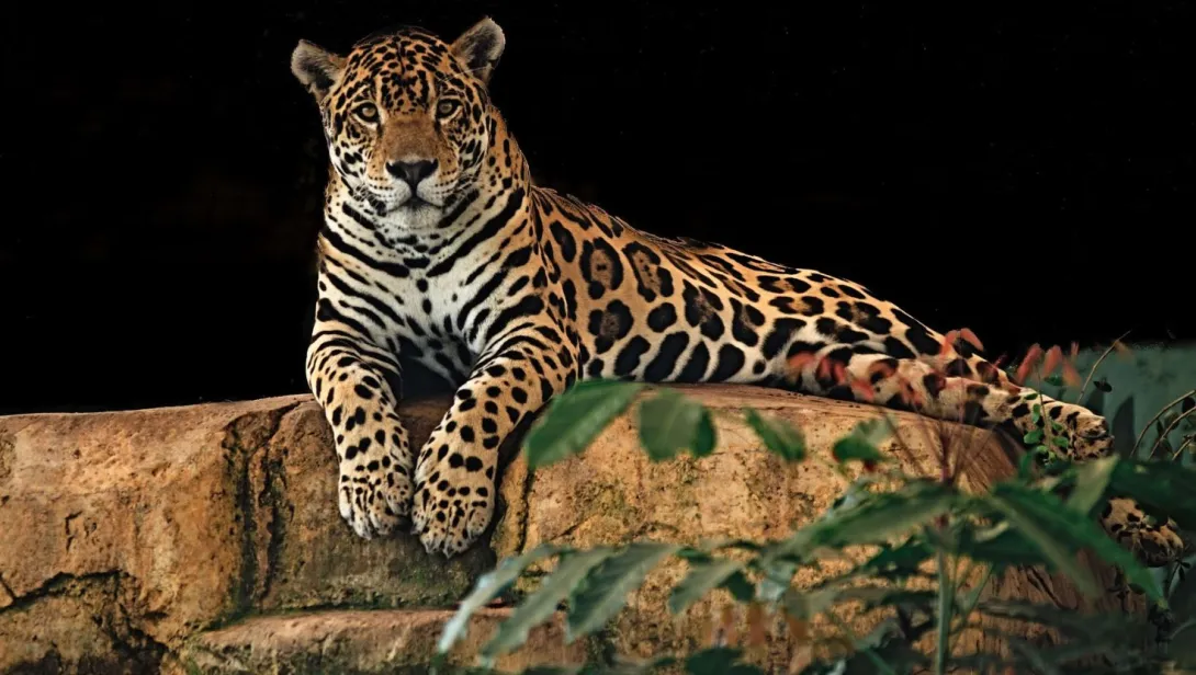 Jaguar