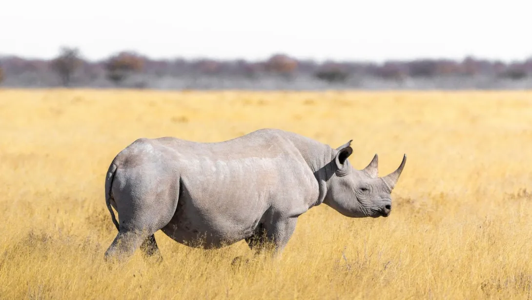 Black Rhinoceros