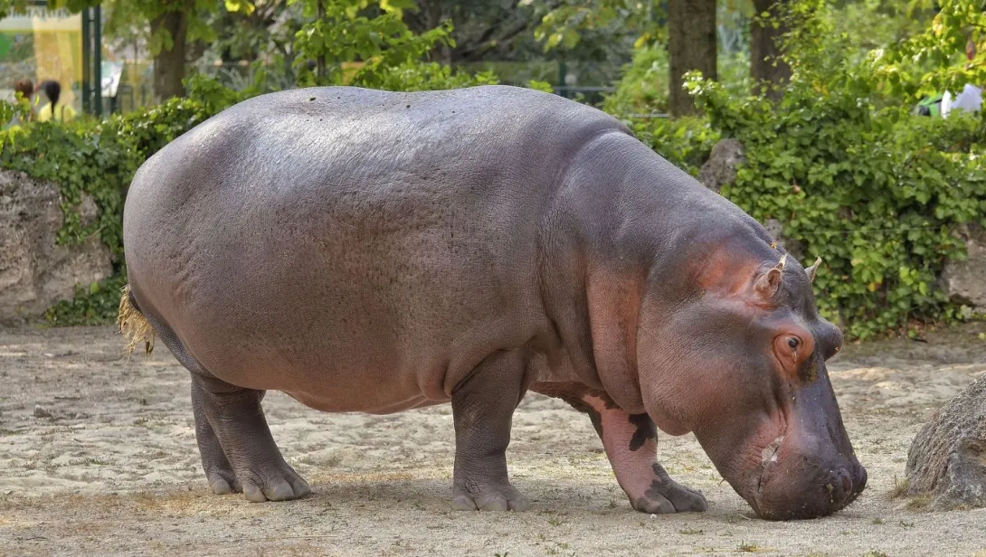 Hippopotamus