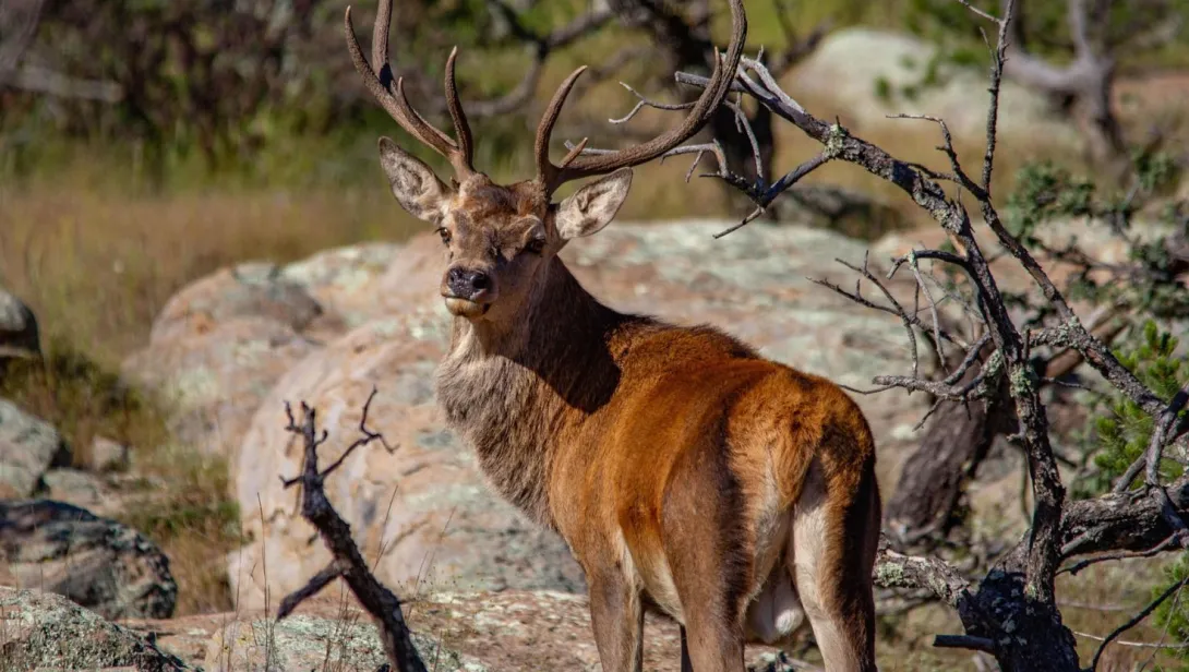 Red Deer