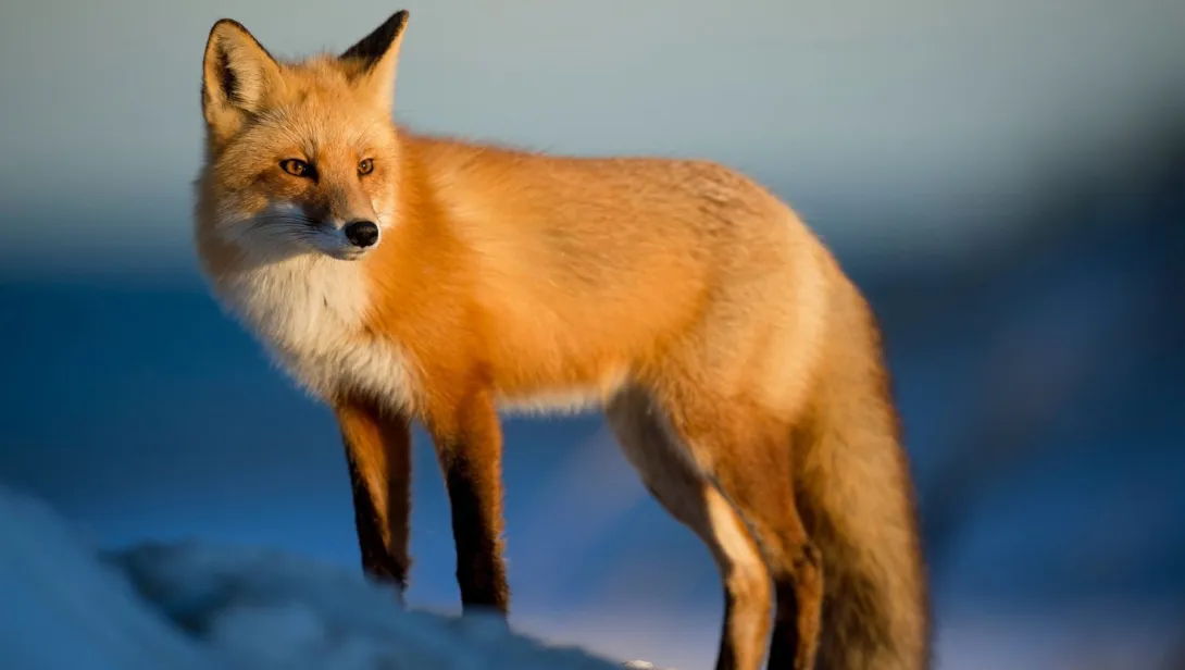 Red Fox