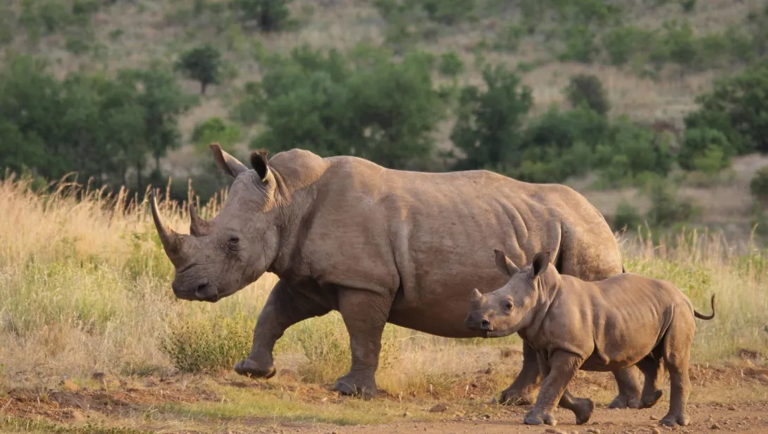 White Rhinoceros