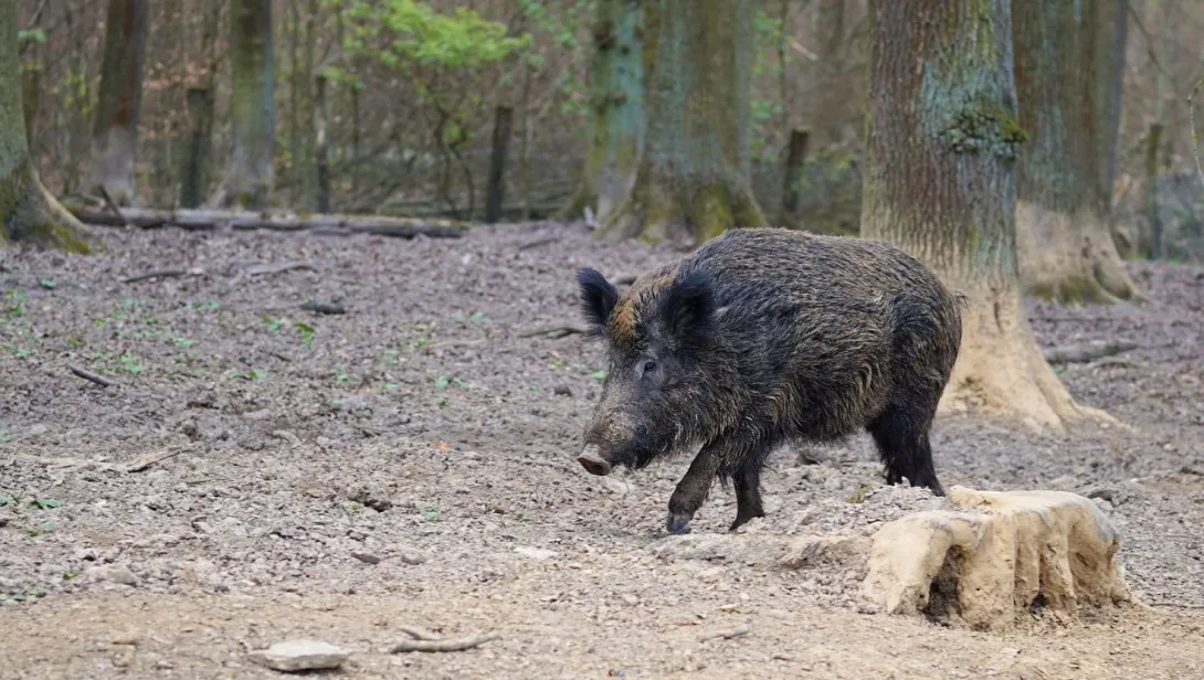 Wild Boar