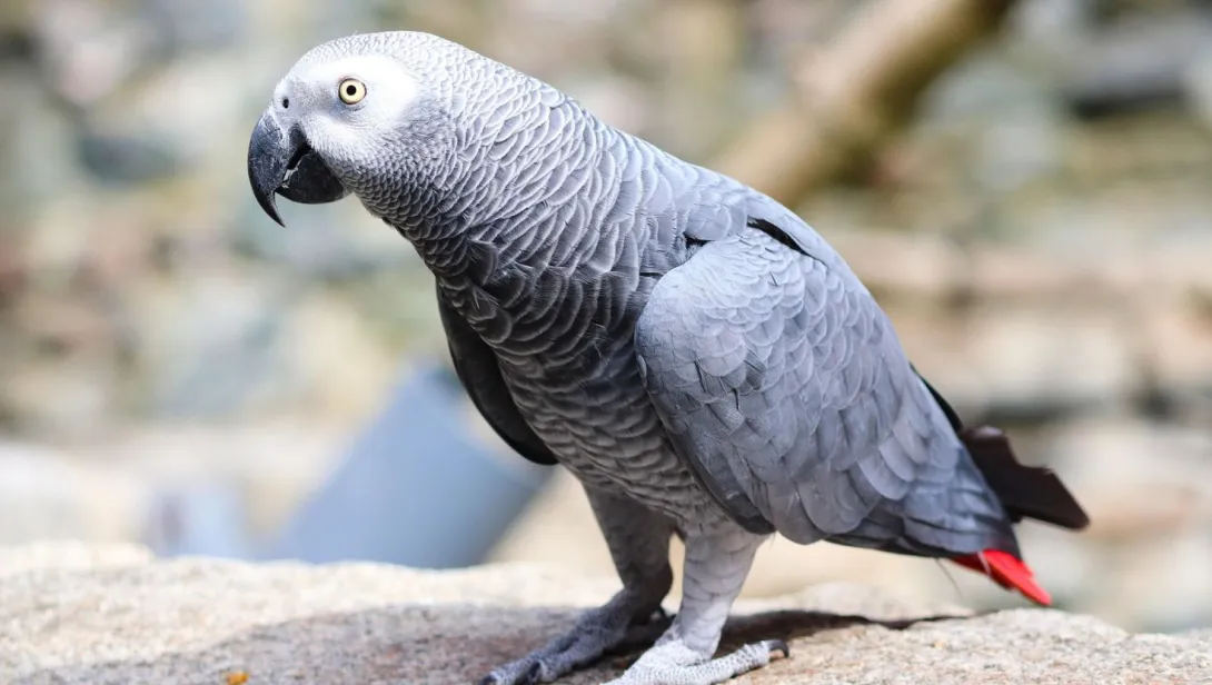 African Grey Parrot